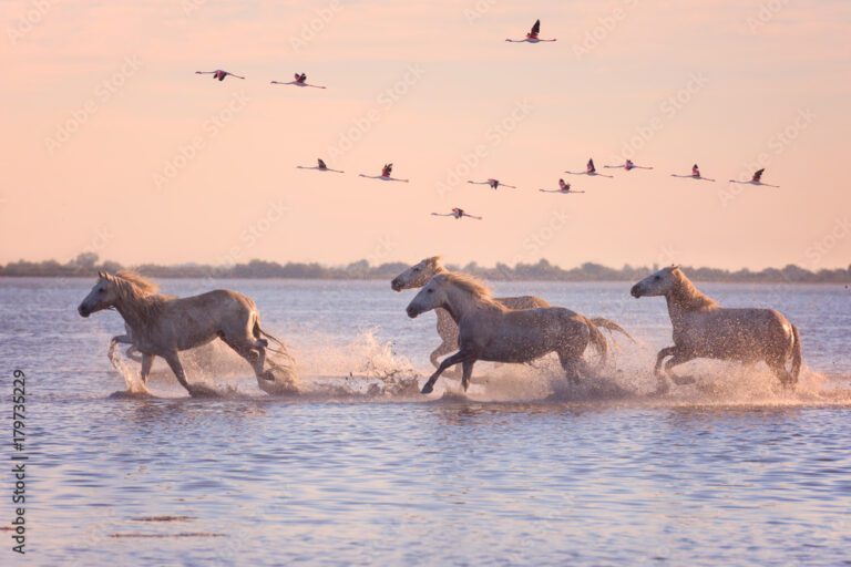 Visuel Camargue